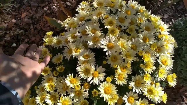 Моя хризантема на подвір"ї?Експеримент з мультифлорою просто ЖАХ. Прогулянка#сад #мультифлора #осін смотреть онлайн