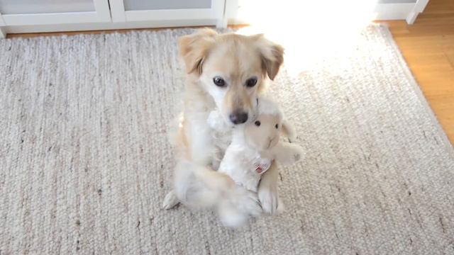 Nepheli • tricks & frisbee [8 Years] смотреть онлайн