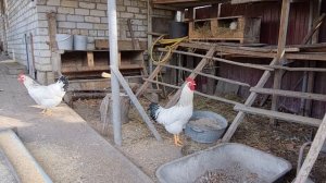 Петух помогает курам нестись. (1)