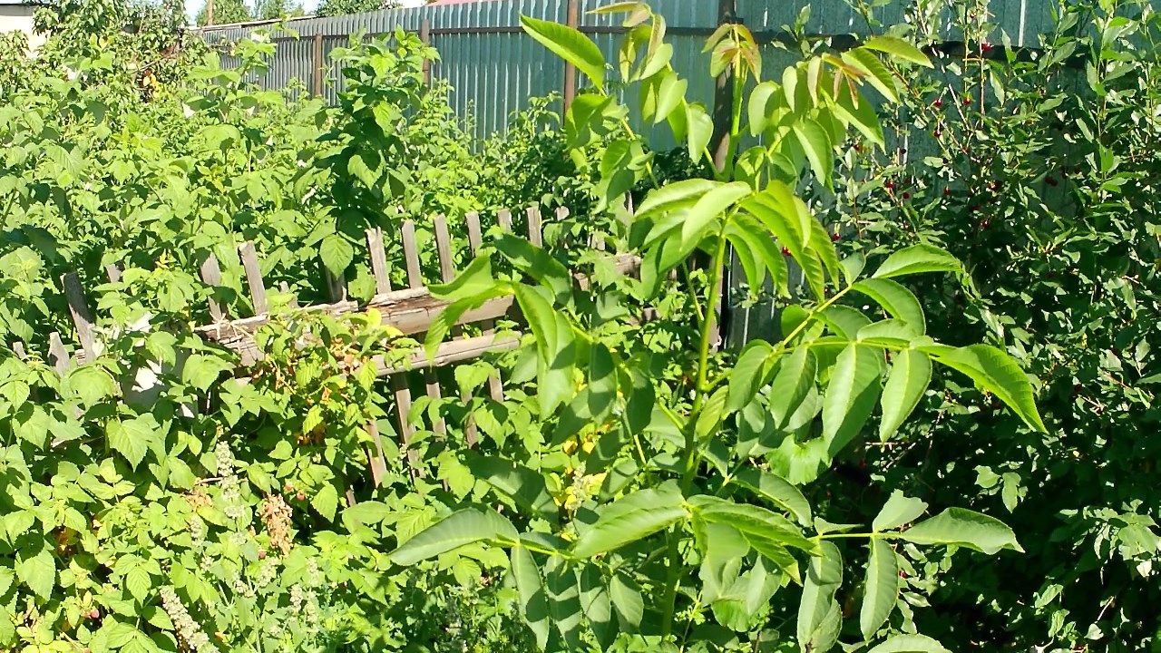 Грецкие орехи в Челябинске. Выращивание морозостойких грецких орехов без укрытий на зиму смотреть онлайн