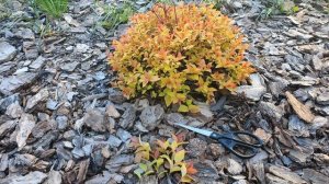 Черенкуем вместе ? японская спирея Golden princess, Firelight