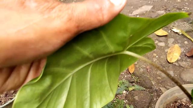Alocasia Gageana смотреть онлайн