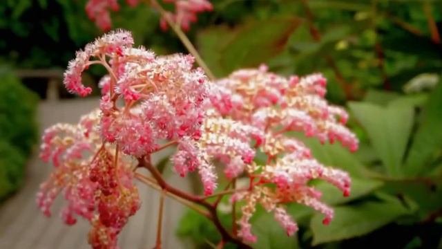 song from a secret garden смотреть онлайн