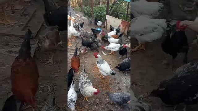 Пророщенное зерно для кур и цыплят. ПШЕНИЦА смотреть онлайн