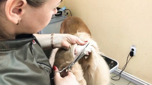 Груминг. Часть 3. Как стричь американского Кокер спаниеля