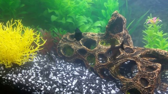 Black Phantom Tetras establishing territory смотреть онлайн