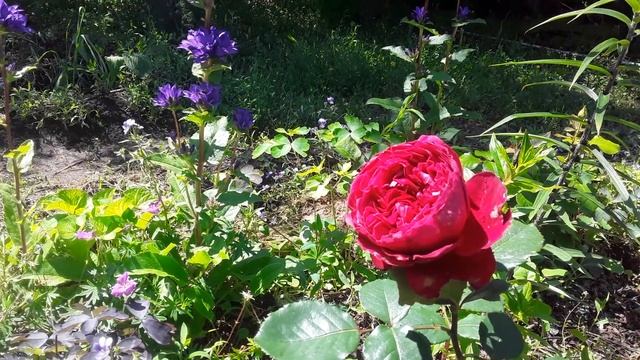 Колокольчик скученный и безимяшка! смотреть онлайн