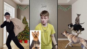 КАК РАЗНЫЕ ПОРОДЫ СОБАК РЕАГИРУЮТ НА ГРАБИТЕЛЕЙ! СБОРНИК