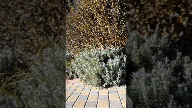 Зима в Болгарии смотреть онлайн