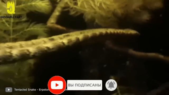 AMAZONKADA DUNYODAGI ENG KATTA ANAKONDA TOPILDI || DUNYODAGI NOYOB ILONLAR смотреть онлайн