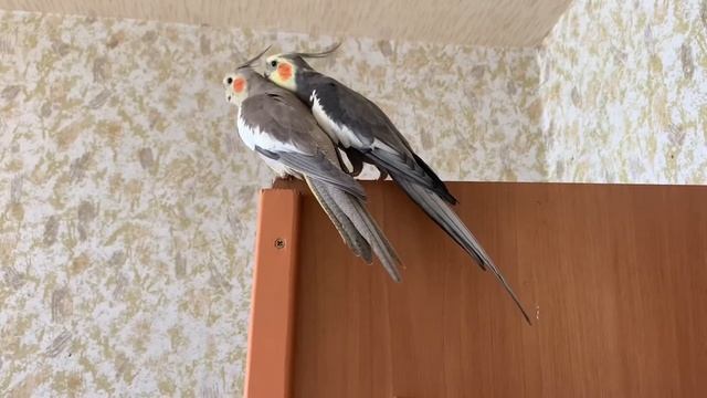 Купили мальчика // самец и самка корелла // знакомство // пара корелл смотреть онлайн