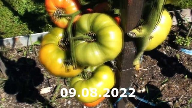 Строительные Сюжеты