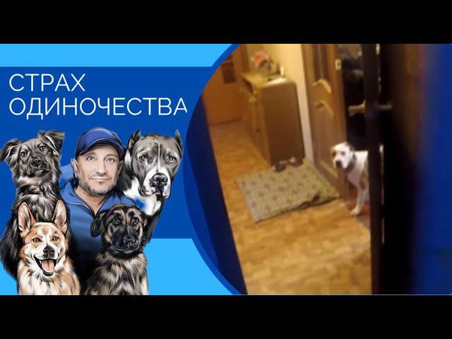 Страх одиночества(как помочь собаке оставаться дома одной) смотреть онлайн