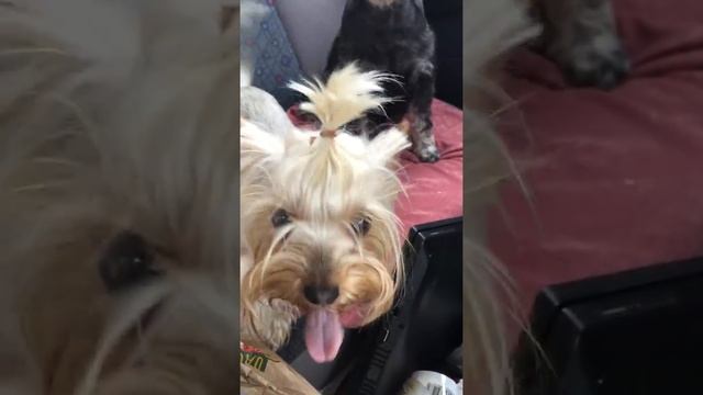 Йорк улыбается ^_^ милости пряности. Йоркширский терьер Милка смотреть онлайн