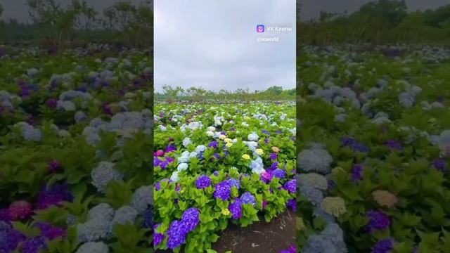 Чудо природы, цветы смотреть онлайн