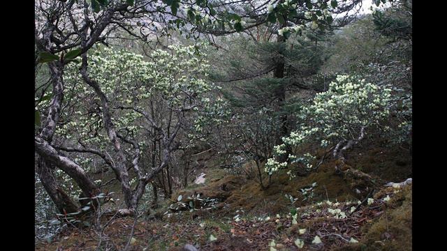 Вечный Зов Гималаев III Потаённые цветенья _The Himalayas. Hidden blooms смотреть онлайн