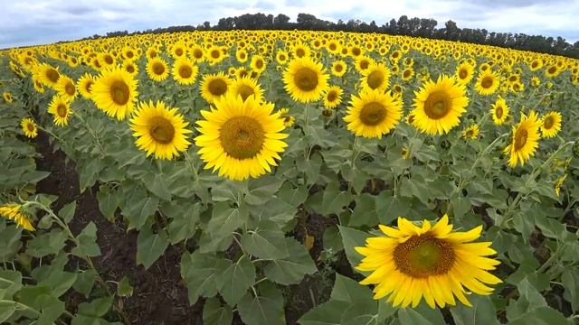 Поле Подсолнечника НЕВИДЕВШИЕ Дождя почти 2 месяца / Гибрид (408) от «Nuseed» / ЧЕГО ЖДАТЬ??? смотреть онлайн