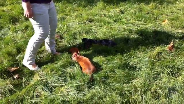 Наша карликовая такса резвится в парке смотреть онлайн