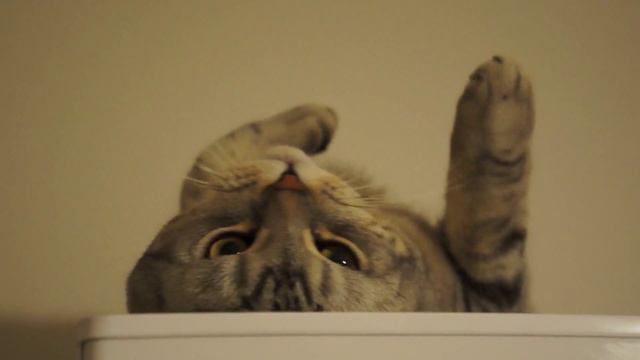 как кот британец Тоша упал с холодильника смотреть онлайн