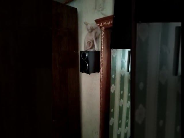 #рекомендации #ириска #сфинкс #shortsclip #cat #сфинксы #юмористическийконтент #юмор