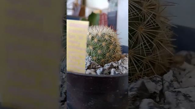 Mammillaria Densispina....💥 смотреть онлайн