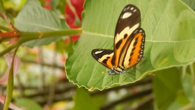 Coolpix L820 impreciona em 2023? смотреть онлайн