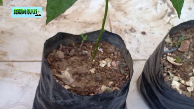 TAMANG PAG APPLY NG COMPLETE 14-14-14 FERTILIZER | HOME GARDENING смотреть онлайн