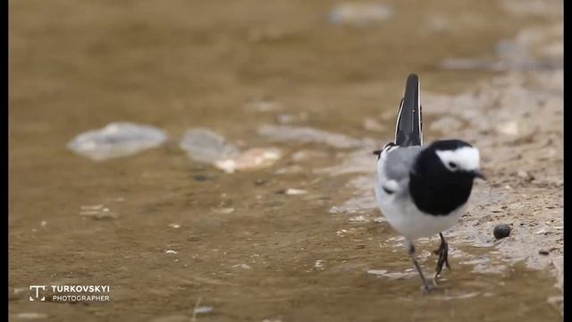 Маскированная трясогузка, голос - Жылкычы чымчык смотреть онлайн