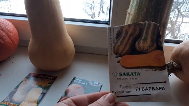 ОБЗОР НА 23.11.23Г. ВСЕ О ТЫКВАХ. смотреть онлайн