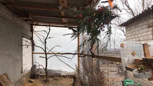 Вольер с птицами - снегирь, коноплянка, зяблик, чиж смотреть онлайн