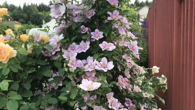 Клематис Пиилу цветёт!! Clematis Piilu смотреть онлайн