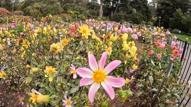 Dahlia Garden, Golden Gate Park, San Francisco Sept 2022 смотреть онлайн
