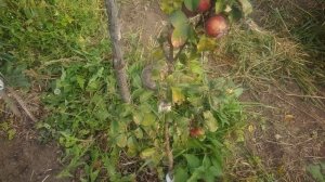 Яблоня Московское ожерелье.Первое впечатление