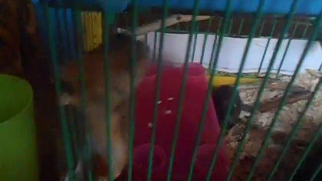 Переселили песчанок в клетку смотреть онлайн