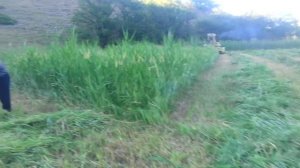 Косим сено, комбайн немка