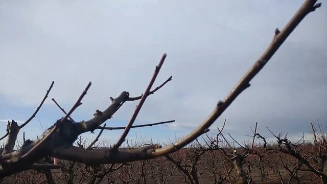 Наш сад персика Редхейвен смотреть онлайн