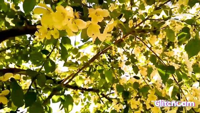 bird ?Turdus philomelos птицаДРОЗДпевчий dandelion officinalis sunny☀️ day одуванчик лекарственный☀ смотреть онлайн