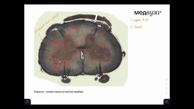 Спинной мозг | Разбор гистологического препарата смотреть онлайн