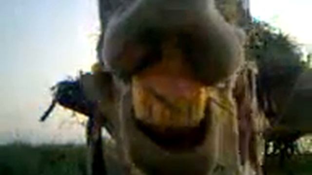 смех ишака смотреть онлайн