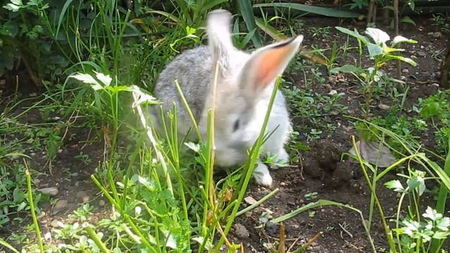 Зайка, живущий в нашем дворе). НИКОЛАЕВКА КРЫМ ЧАСТНЫЙ СЕКТОР. смотреть онлайн