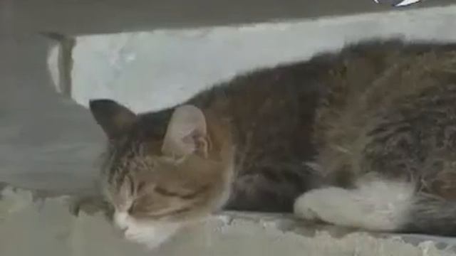 Уникальная находка. Кыштымский карлик. Тайны и загадки планеты смотреть онлайн