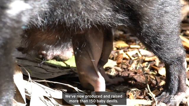 National Threatened Species Day 2020 смотреть онлайн