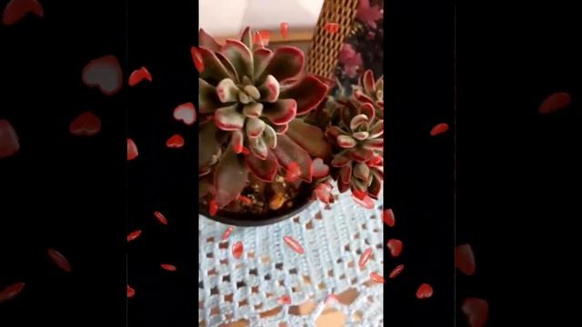 Echeveria Pulvinata