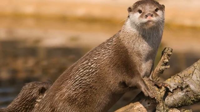 Животные Красной книги - кавказская выдра #11 смотреть онлайн