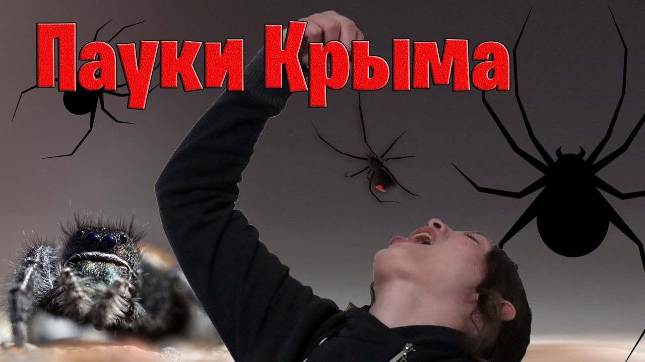 Опасные пауки Крыма: каракурт, погребной паук, эрезус, стеатода Пайкулля и южнорусский тарантул