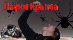 Опасные пауки Крыма: каракурт, погребной паук, эрезус, стеатода Пайкулля и южнорусский тарантул