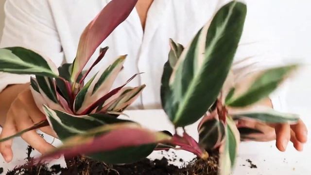 How to Propagate Stromanthe triostar | Stromanthe Propagation and Care Tips for stromanthe plant смотреть онлайн