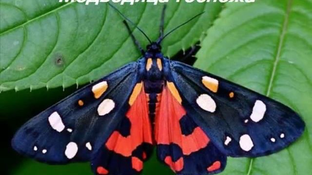 Красная Книга Карелии (бабочки).wmv смотреть онлайн