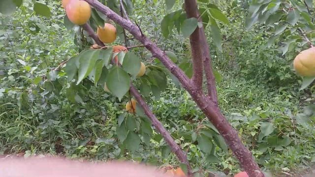 Абрикос раннесредний сорт НЖА - 19(apricot NJA -19) смотреть онлайн