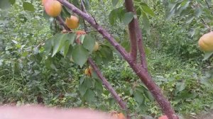 Абрикос раннесредний сорт НЖА -  19(apricot NJA -19)